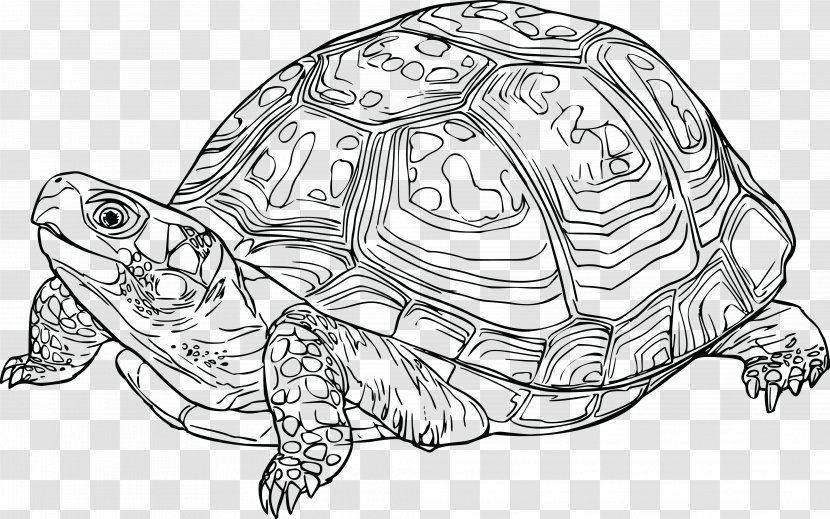 Eastern Box Turtle Florida Tortoise Clip Art - Tortoide Transparent PNG