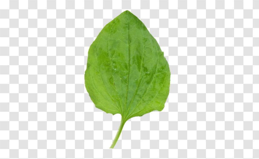 Stock Photography Leaf Image Royalty-free - Perillaldehyde Transparent PNG