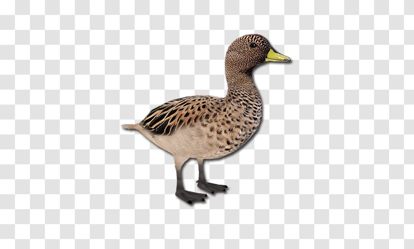 Mallard Goose Duck Fauna Beak - Wildlife Transparent PNG