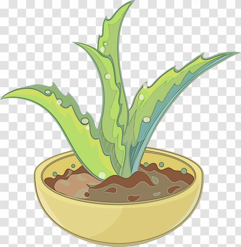 Terrestrial Plant Flowerpot Houseplant Flower - Agave Aloe Transparent PNG