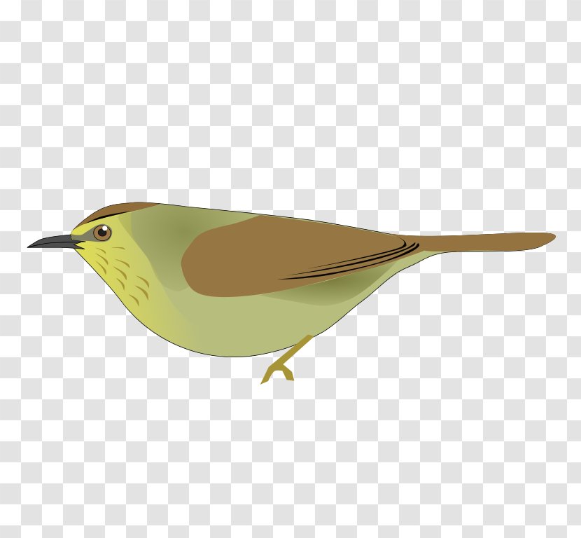 Handbook Of The Birds World Passerine Grey-cheeked Tit-babbler Macronus Gularis - Ul Transparent PNG