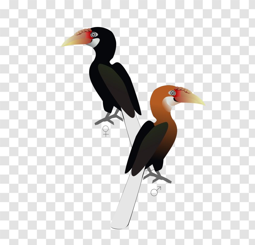 Narcondam Island Bird Hornbill Andaman Islands Wreathed - Great Transparent PNG