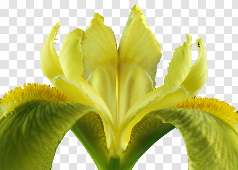 Flower Iris Iridaceae Bud Plant Stem Transparent PNG