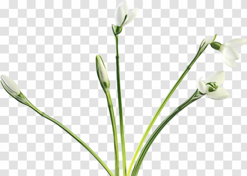 Flower Flowering Plant Cut Flowers Pedicel - Bud Petal Transparent PNG