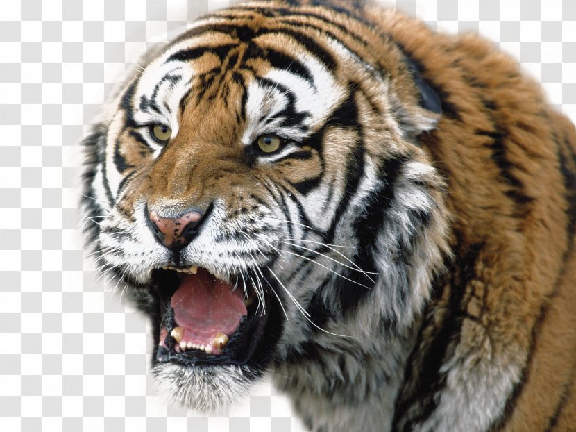 Siberian Tiger Lion Bengal Wallpaper - Big Cats Transparent PNG