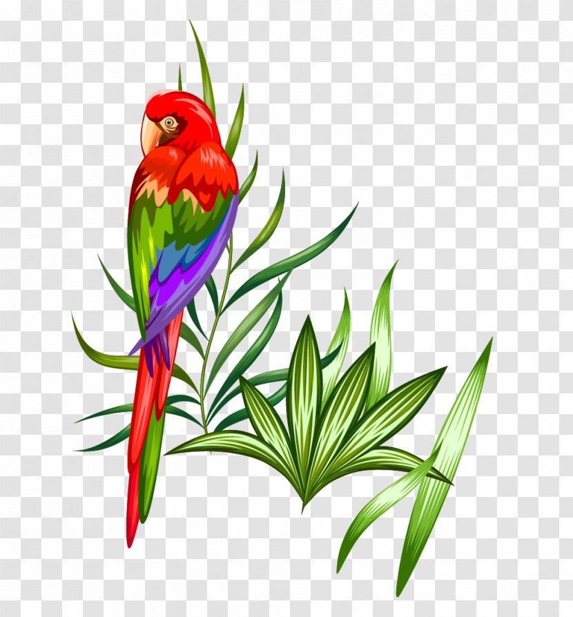 Parrot Macaw Illustration - Flower Arranging Transparent PNG