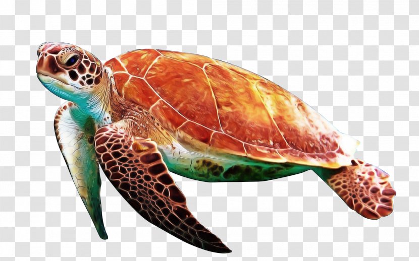 Sea Turtle Background - Endangered Turtles - Reptile Kemps Ridley Transparent PNG