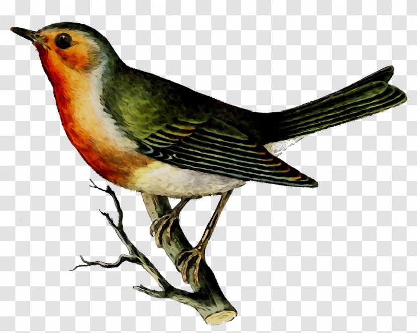 Clip Art Image Bird Illustration Paper - European Robin - Finch Transparent PNG