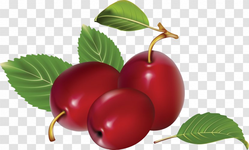 Plum Fruit Clip Art - Superfood - Image Transparent PNG