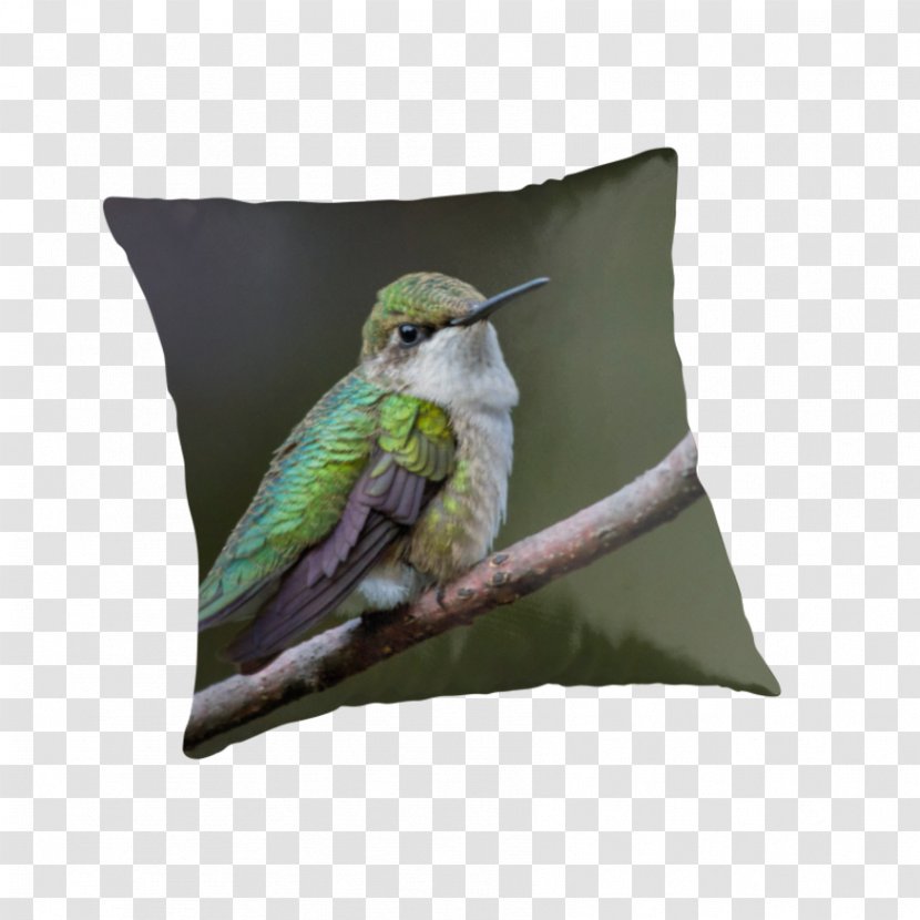 Hummingbird Throw Pillows Cushion Clip Art - Pollinator Transparent PNG
