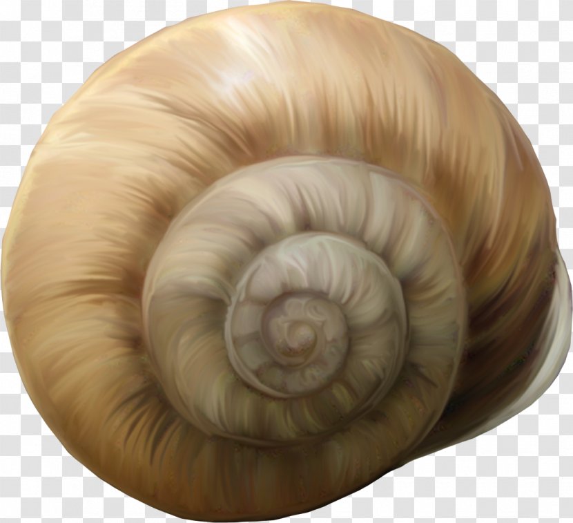 Snail Caracol PhotoScape - Sea - Brown Conch Transparent PNG