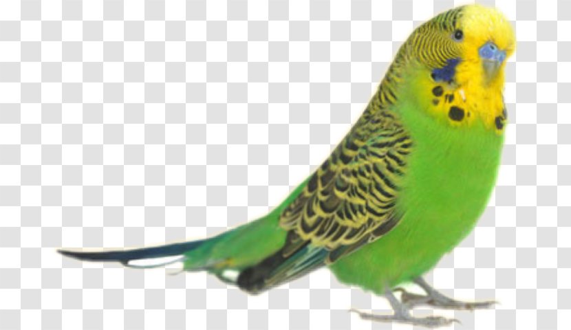 Parrot Budgerigar Bird Rose-ringed Parakeet Transparent PNG