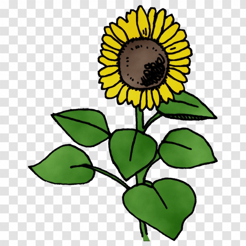 Common Sunflower Plant Stem Sunflower Seed Dandelion Leaf Transparent PNG