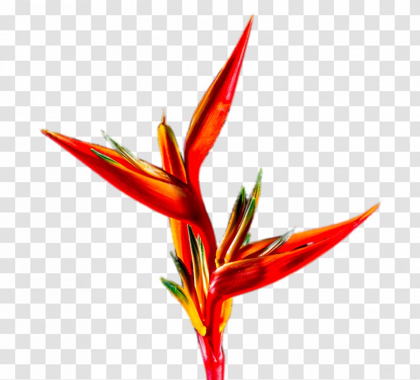 Orchids Icon - Red - Crane Forget Orchid Plant Transparent PNG