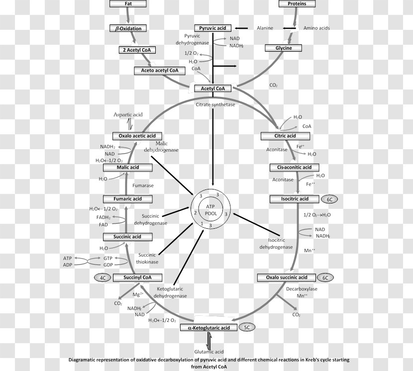 Citric Acid Cycle Glycolysis Acetyl-CoA Cellular Respiration Coenzyme A - Black And White - Mito Class Transparent PNG