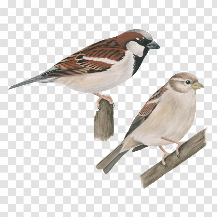 House Sparrow Songbird Common Starling - Lark Transparent PNG