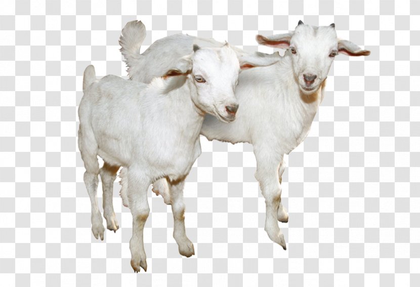 Sheep Goat Molecule CAS Registry Number - Antelope - White Picture Material Transparent PNG