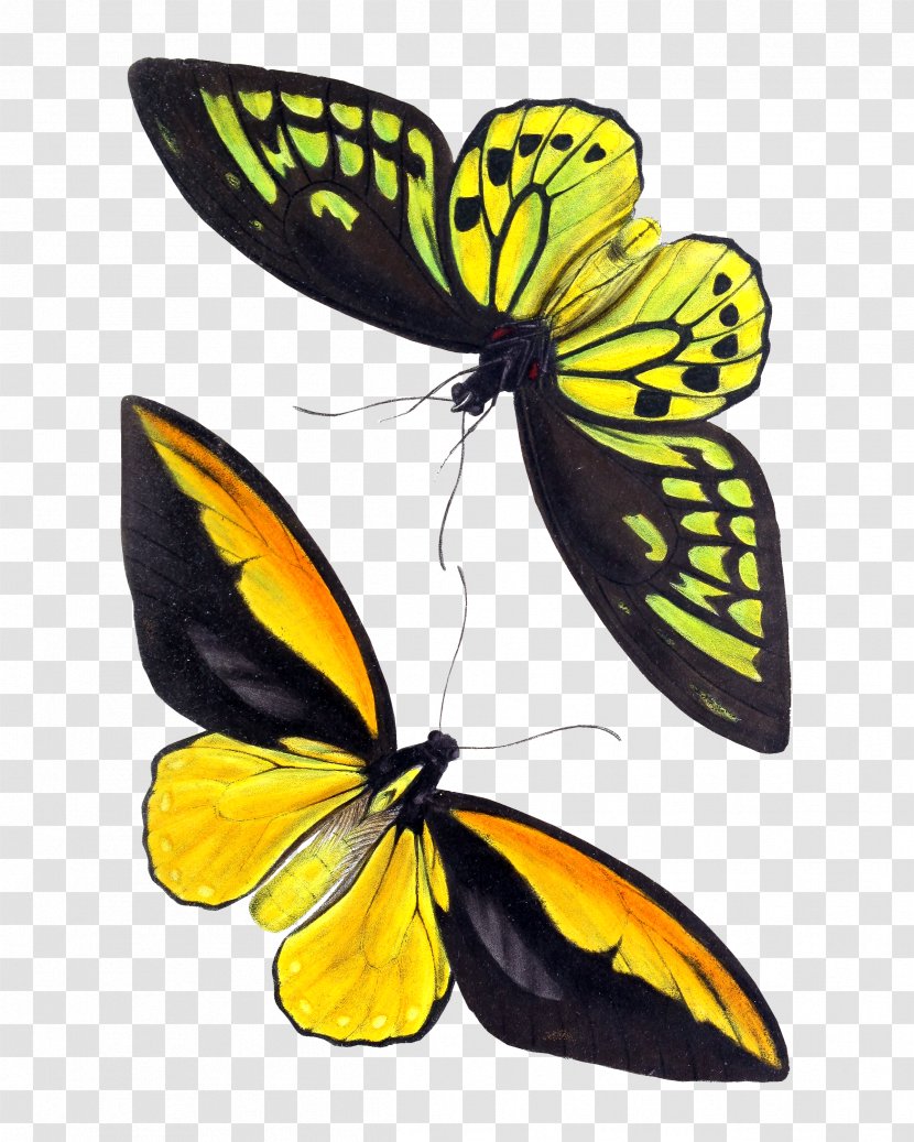 Monarch Butterfly Insect Birdwing Ornithoptera Croesus - Invertebrate - Pigeon Transparent PNG