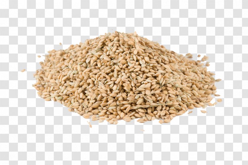 Oat Rice Oryza Sativa Cereal Crop - Bunch Of Wheat Transparent PNG