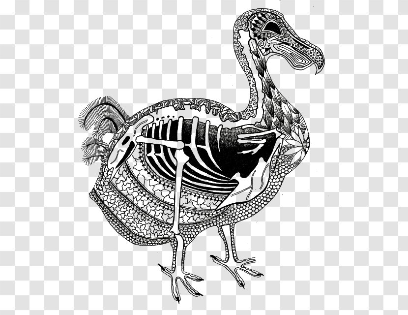 Chicken Duck Flightless Bird Dodo - Fowl Transparent PNG