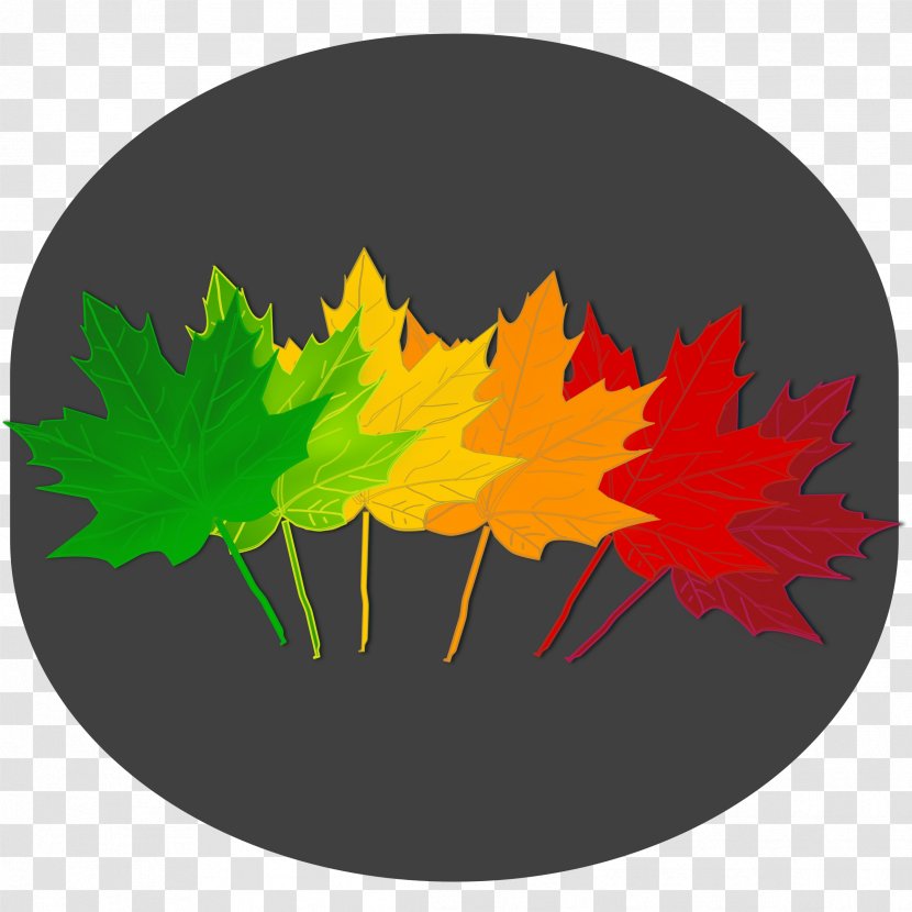 Maple Leaf Autumn Color Tree - Leaves Transparent PNG