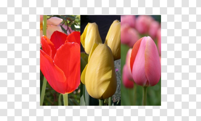 Tulip Petal Plant Stem Bud Close-up Transparent PNG
