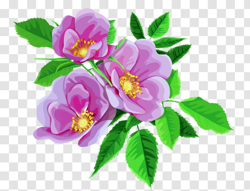 Garden Roses Flower Bouquet Clip Art - Rosa Gallica - Rose Transparent PNG