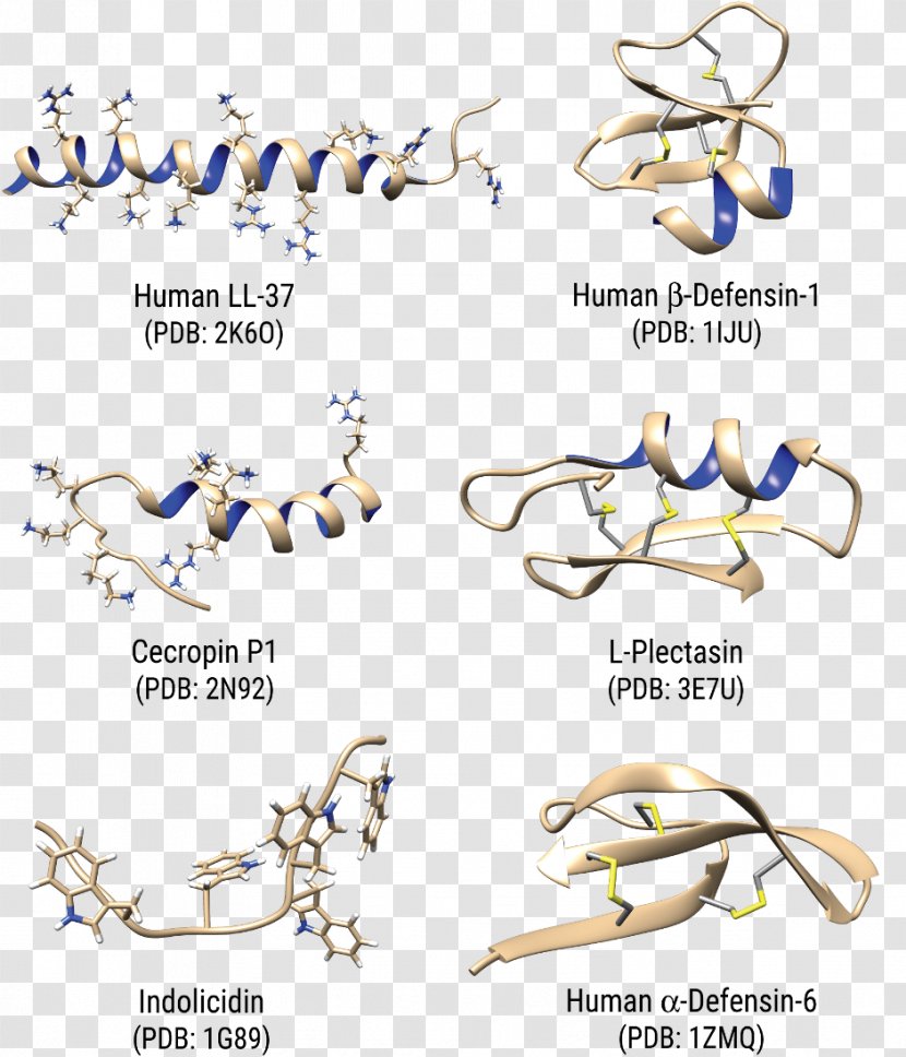 Antimicrobial Peptides Cathelicidin Cecropin Defensin - Tree - Cation Transparent PNG