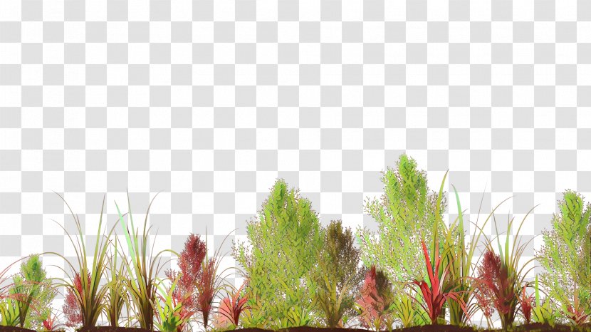Desktop Wallpaper Vegetation Grasses Computer - Pine - Grass Family Transparent PNG