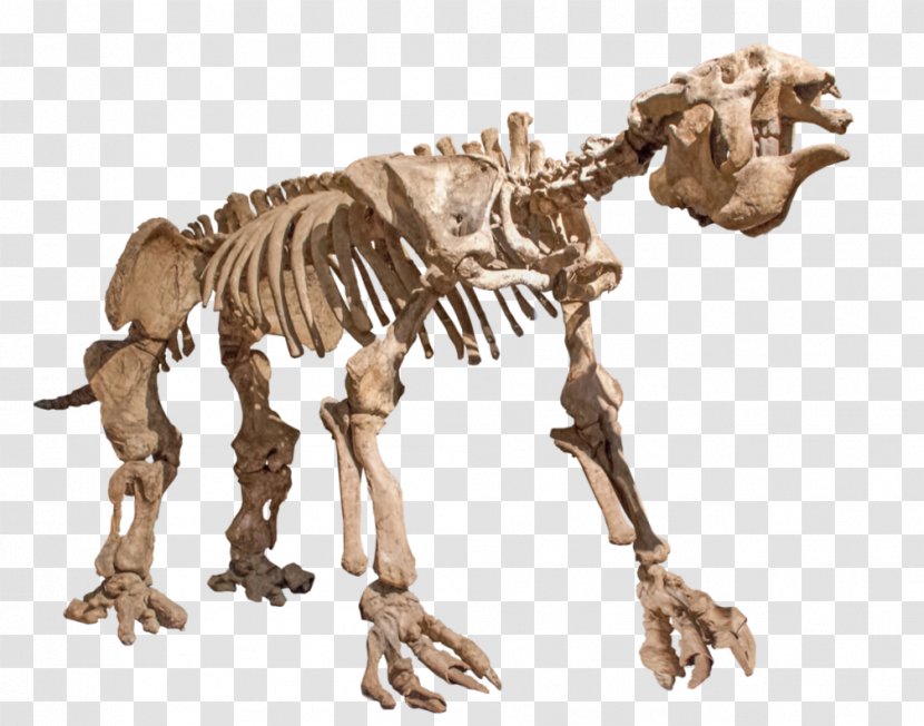Giant Ground Sloth Skeleton Skull - Carnivoran Transparent PNG