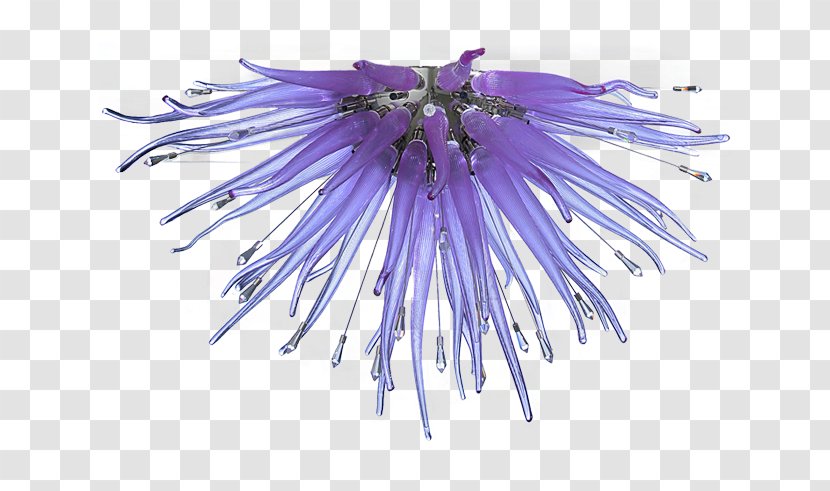 Chicory - Violet - Exquisite Pictures Transparent PNG