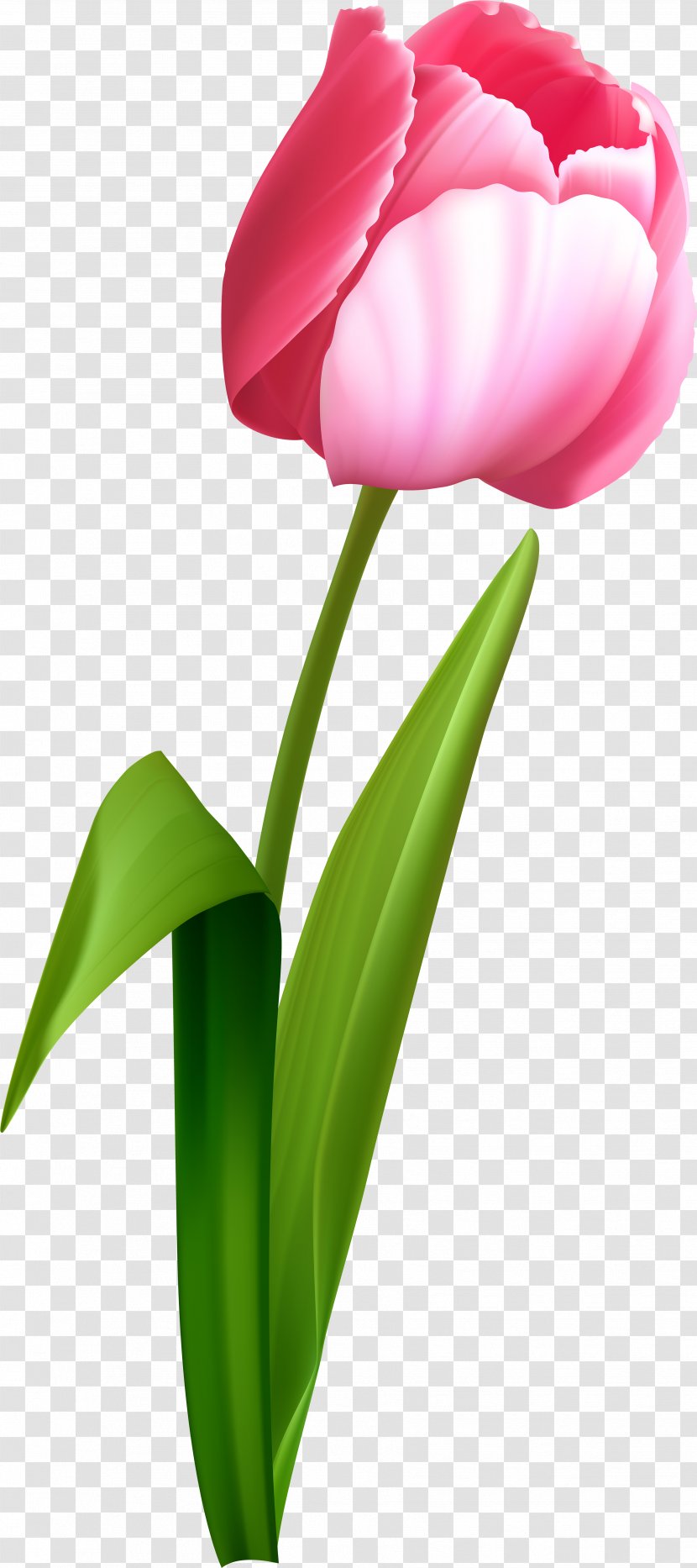 Tulip Clip Art Transparency Desktop Wallpaper - Pedicel - Spring Tulips Transparent PNG