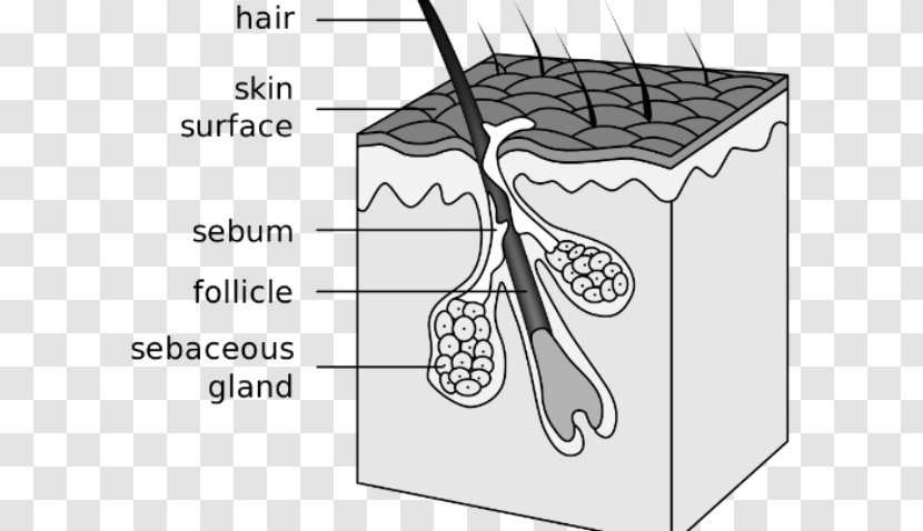 Hair Follicle Sebaceous Gland Acne Canities Integumentary System - Flower Transparent PNG