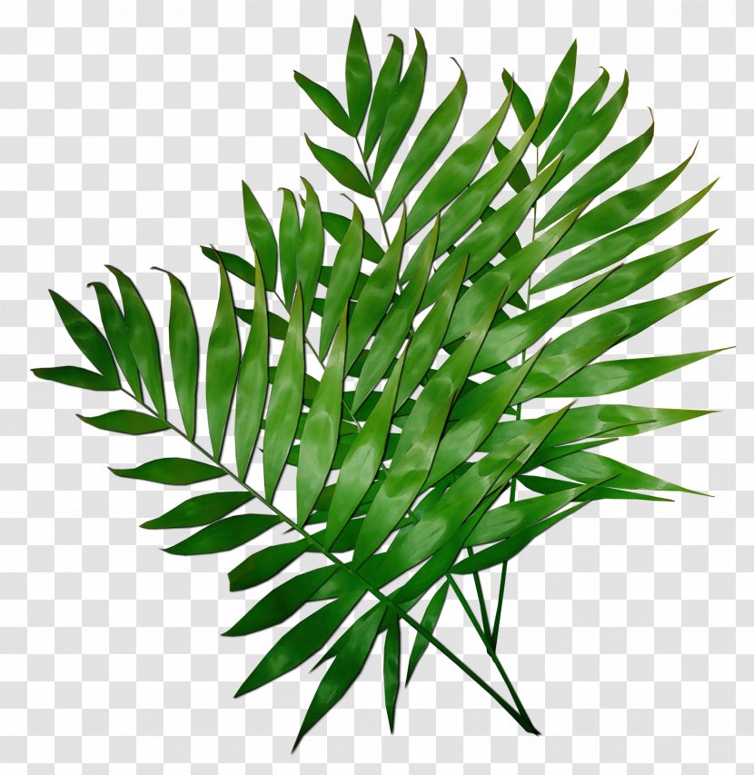 Plant Leaf Tree Flower Terrestrial - Vascular Branch Transparent PNG