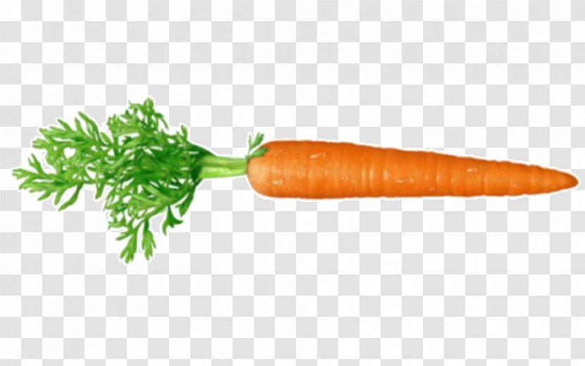 Carrot Clip Art Image Vegetable - Healthy Diet - Food Transparent PNG