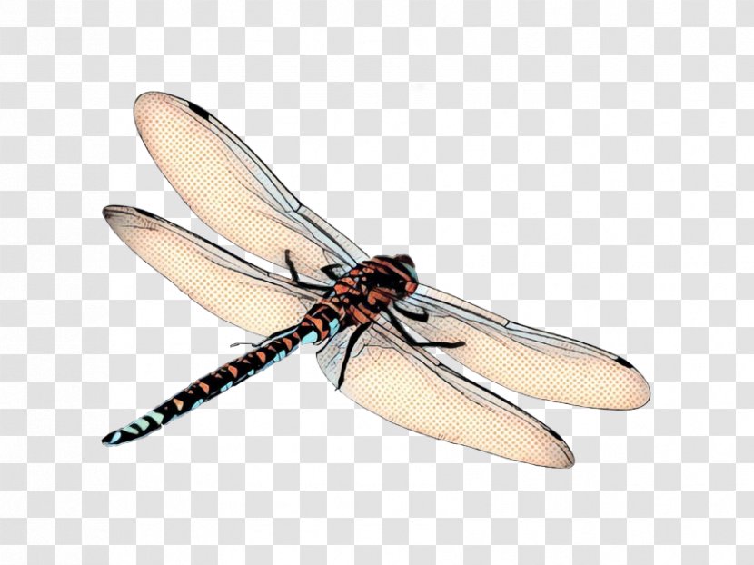 Wings - Beige - Membranewinged Insect Transparent PNG