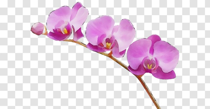 Flower Flowering Plant Violet Moth Orchid Purple - Pink Transparent PNG