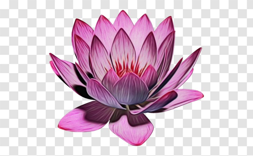 Lotus - Water Lily Purple Transparent PNG