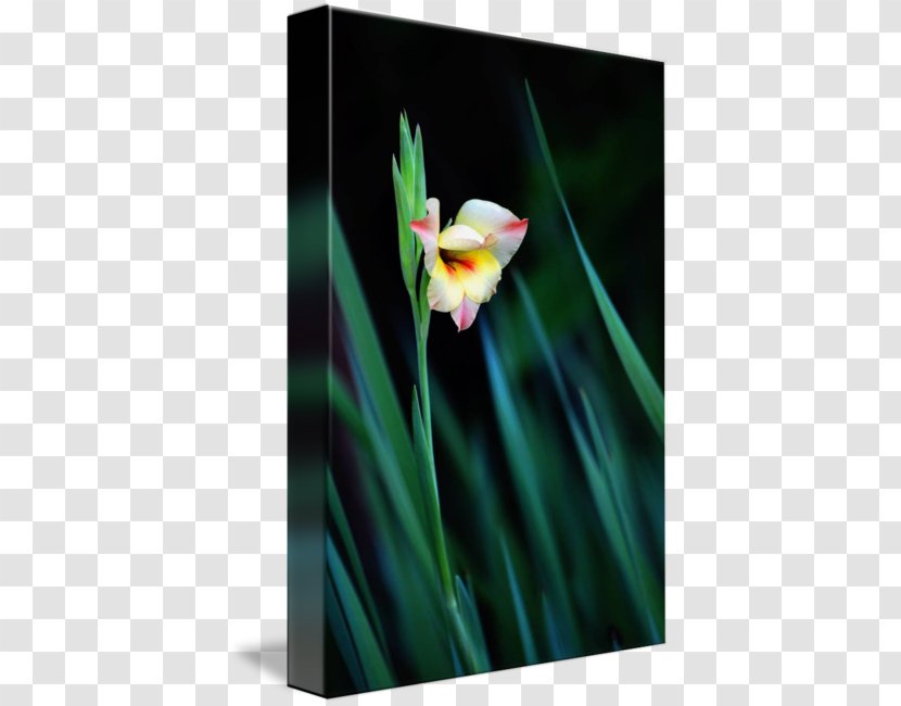 Work Of Art Photography Gladiolus Fine - Guarantee - Leslie Allen Artist Transparent PNG