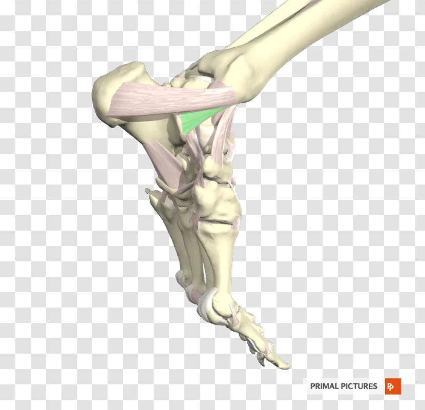 Finger Tibia Ligament Ankle Fibula - Anterior Tibiofibular Transparent PNG