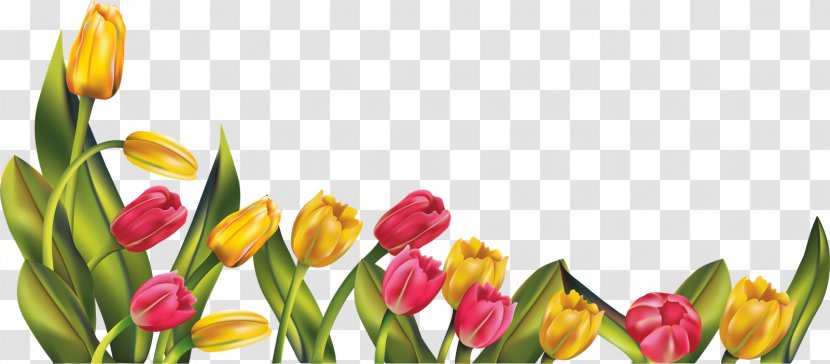 Tulip Clip Art - Display Resolution Transparent PNG