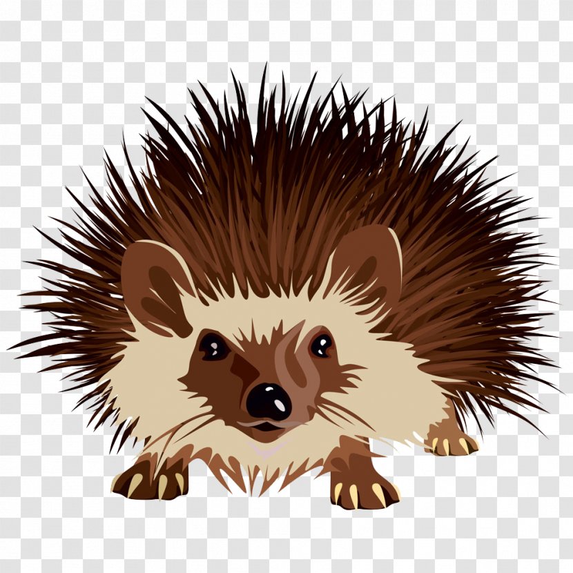 Hedgehog Euclidean Vector - Erinaceidae Transparent PNG