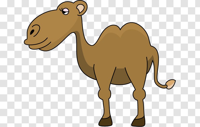 Camel Clip Art - Livestock Transparent PNG