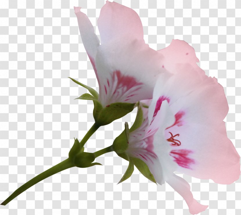 Flower Clip Art - Computer Software - Vanilla Transparent PNG