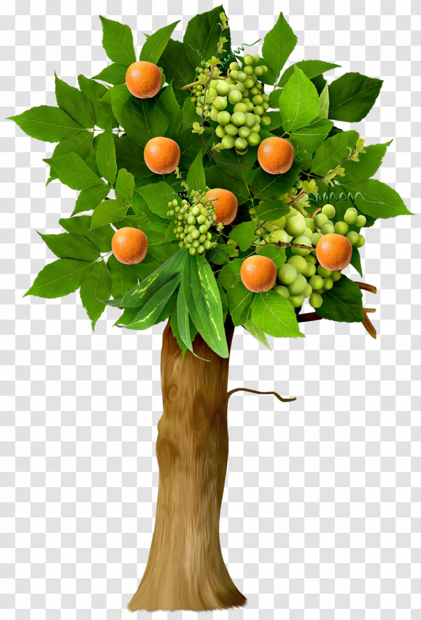 Fruit Tree Apple - Flowerpot - Orange Transparent PNG