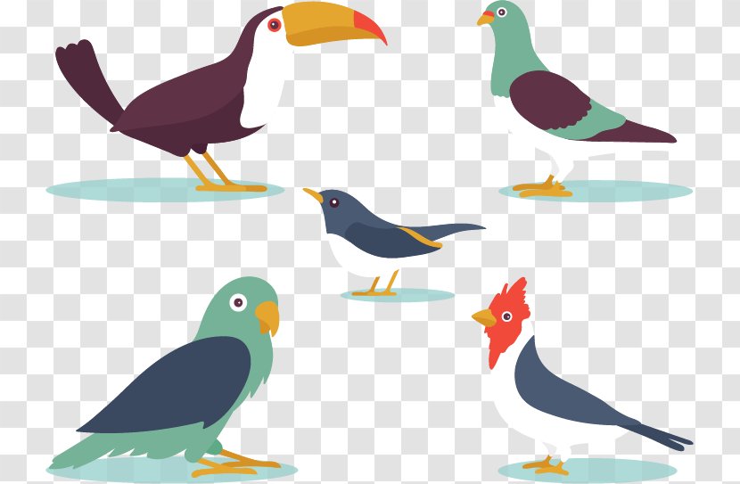 Bird Euclidean Vector Flat Design - Galliformes - 5 Cartoon Transparent PNG