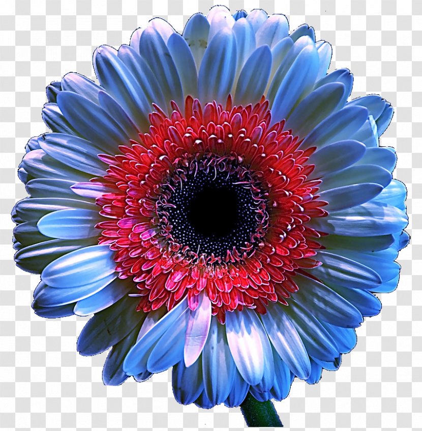 Transvaal Daisy Chrysanthemum Floristry Cut Flowers Cobalt Blue - Family Transparent PNG
