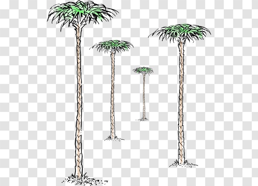 Asian Palmyra Palm Jade Plant Tree Branch Transparent PNG