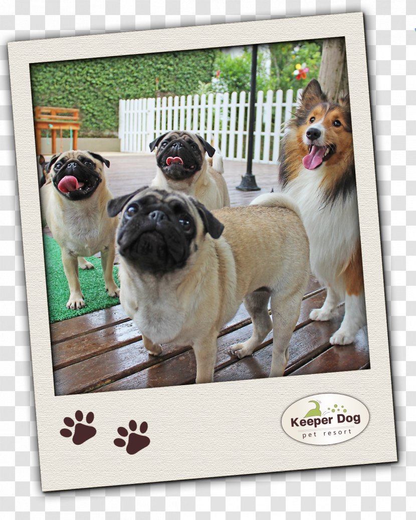 Pug Dog Breed Toy Group (dog) Pet - Puppy Transparent PNG