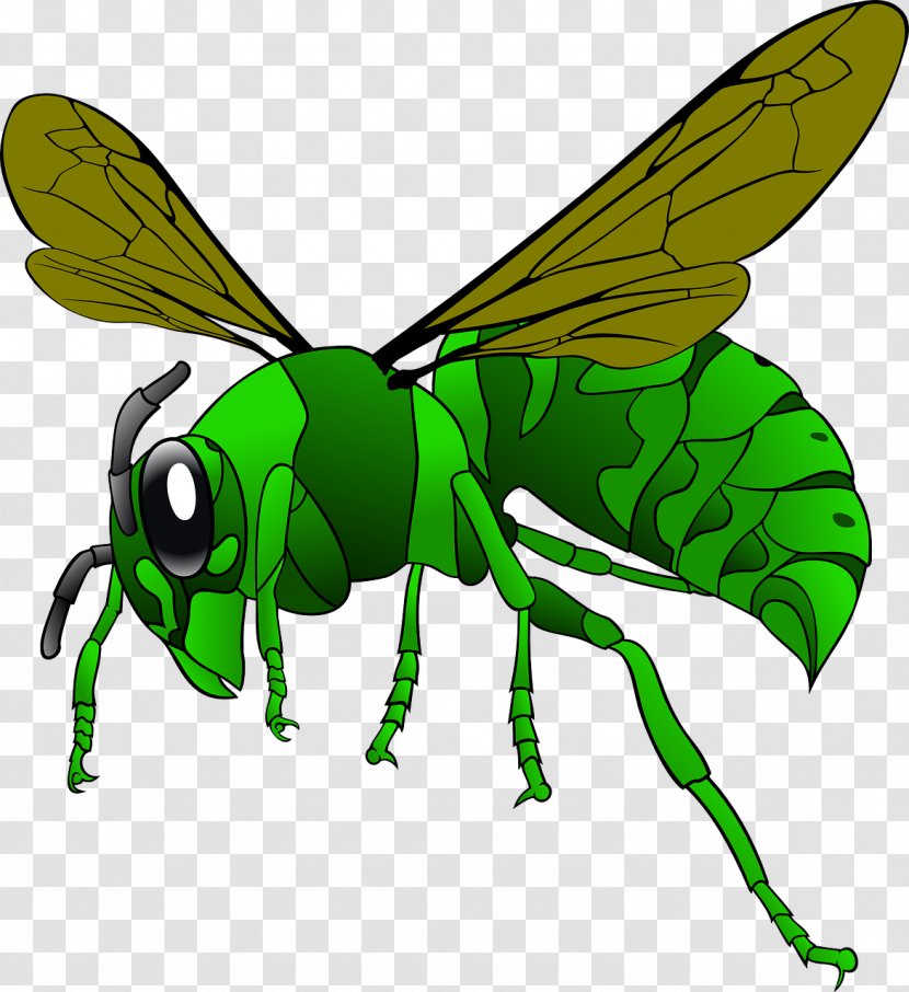 Green Hornet Bee Vespa Simillima Clip Art - Wing - Insect Transparent PNG